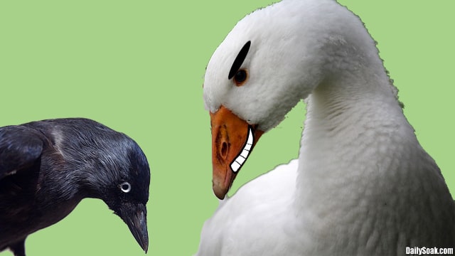 White goose and black crow against green background.