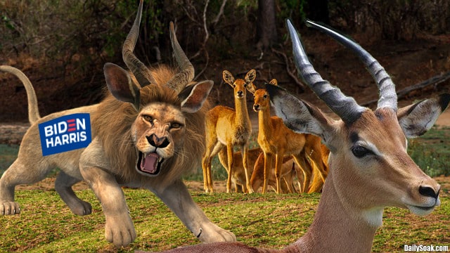 Lion attacking an antelope in African wild.
