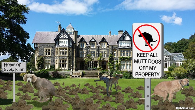 Multiple dogs crapping on the front lawn of a huge mansion.