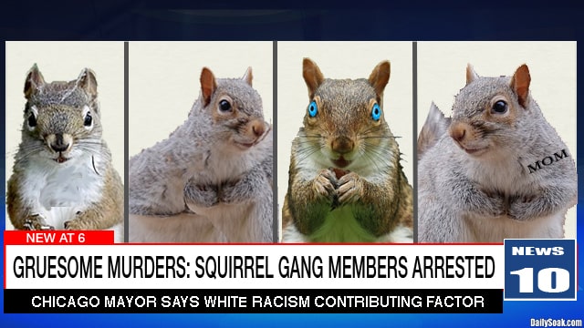 Four squirrels in a lineup on a news program.