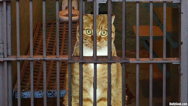 Orange cat behind bars inside jail cell.