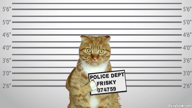 Orange tabby cat standing in front of mugshot lineup.
