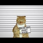 Orange tabby cat standing in parody mugshot lineup.