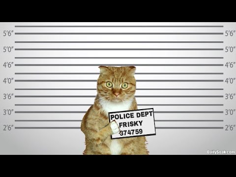 Orange tabby cat standing in parody mugshot lineup.