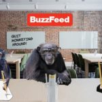 Three hairy chimpanzees sitting at a table inside Buzzfeed head office.