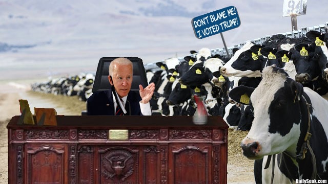 Joe Biden sitting at Oval Office desk against background of black and white cows.