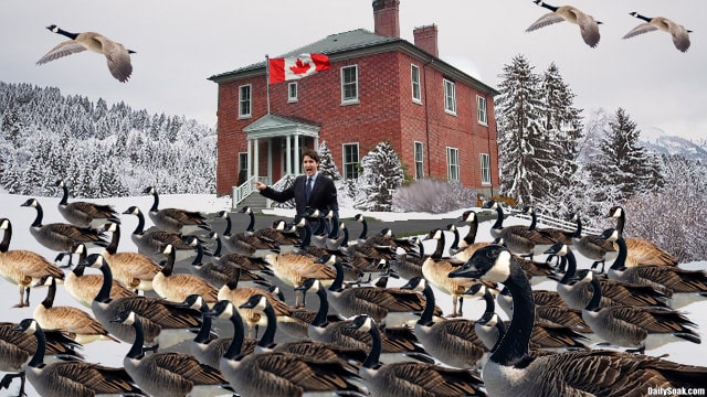 Thousands of Canada geese surround the home of Justin Trudeau.