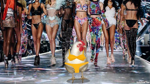 White chicken walking on Victoria's Secret runway with woman models.