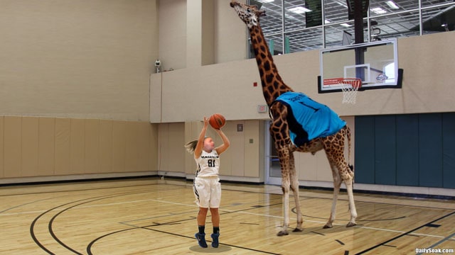 Giraffe on basketball court in women's WNBA draft.