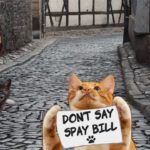 Parody Don't Say Gay bill with multiple cats holding signs saying Don't Say Spay.