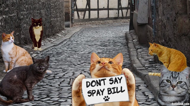 Parody Don't Say Gay bill with multiple cats holding signs saying Don't Say Spay.