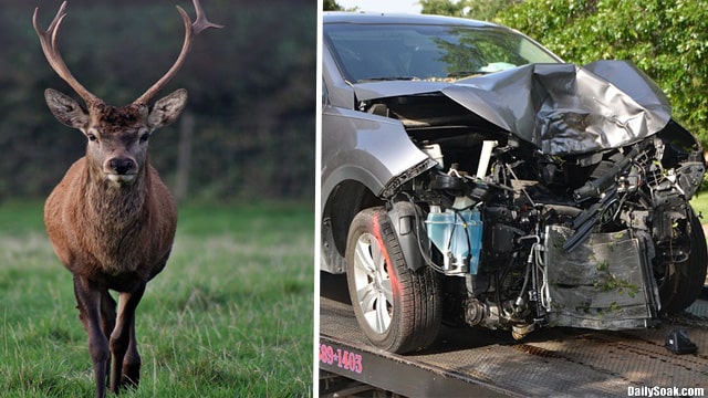A vehicle crash showing a totaled car and the deer that caused it.