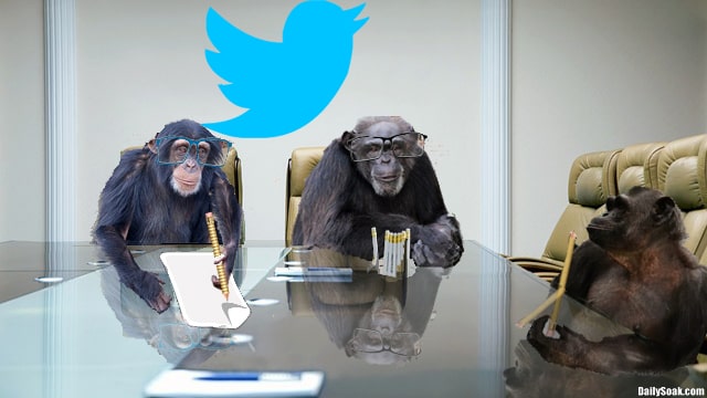 Twitter parody with chimpanzees sitting on chairs in board room.