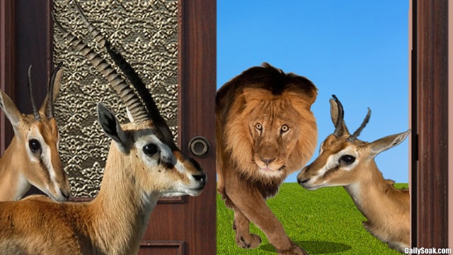 Gazelle and lion at door of home during Christmas holiday.