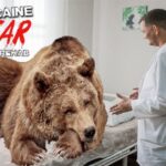 Cocaine Bear parody movie with the brown bear antagonist sitting on white bed in drug treatment center.