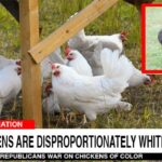 White and black chickens on a CNN news show.