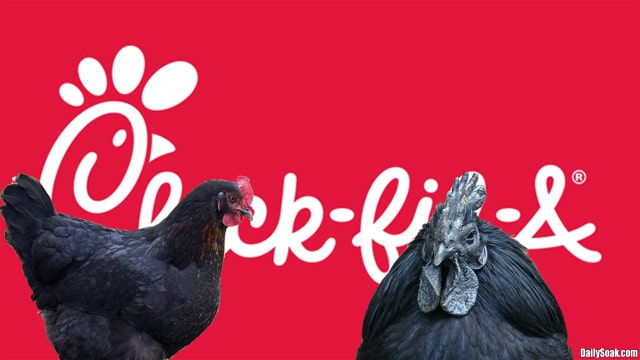 Two black chickens standing in front of a red and white Chick-fil-A sign.