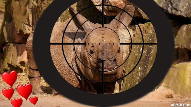 Trophy hunter using gun scope to zoom in on African rhinoceros.