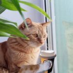 Orange tabby cat sitting at house window with cup of coffee.
