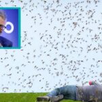 Bill Gates laughing at a man lying on ground getting attacked by swarm of GMO mosquitos.