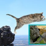 Gray and white cat jumping off mountain cliff.
