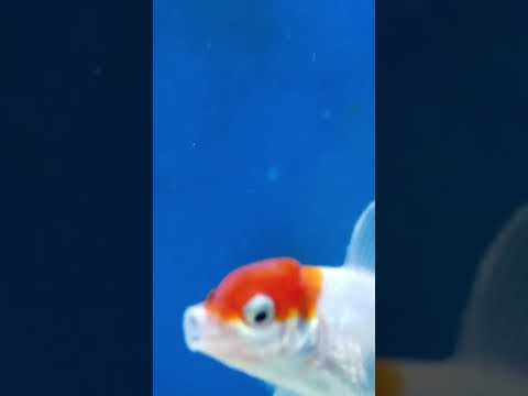 Orange and white goldfish inside fish tank.