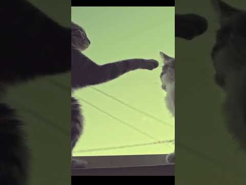 Two cats fighting outside.