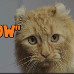 Orange cat with long hair.