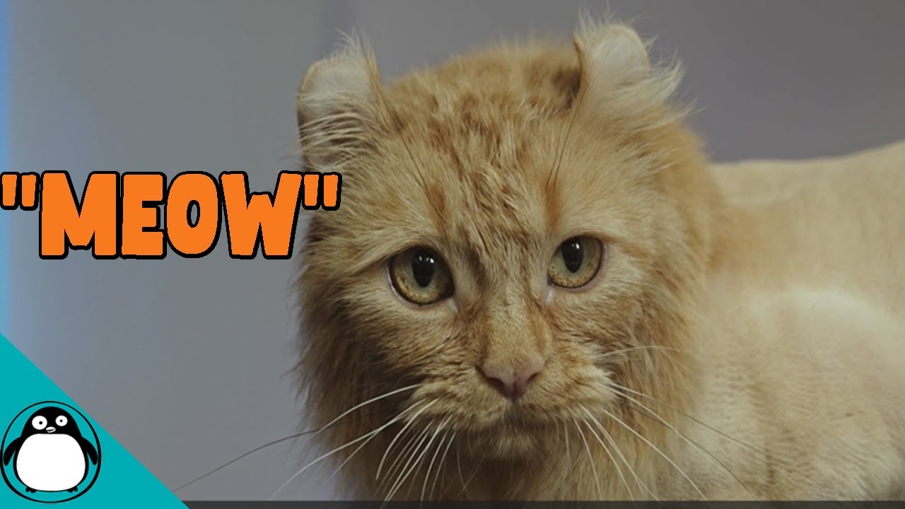 Orange cat with long hair.