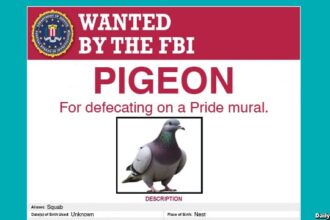 FBI wanted poster with a picture of a pigeon on it wanted for defacing a pride mural.