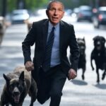 Dr. Fauci being chased by beagles and other dogs.