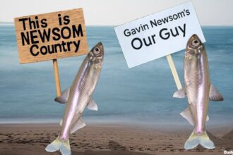 California Delta Smelt fish holding up signs in support of Gavin Newsom.