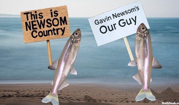 California Delta Smelt fish holding up signs in support of Gavin Newsom.