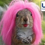 Transgender squirrel with pink hair and red lips in Guatemala waiting for a USAID payment.