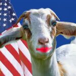 Taliban goat in Afghanistan standing in front of American flag under President Trump.