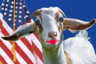 Taliban goat in Afghanistan standing in front of American flag under President Trump.