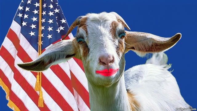 Taliban goat in Afghanistan standing in front of American flag under President Trump.