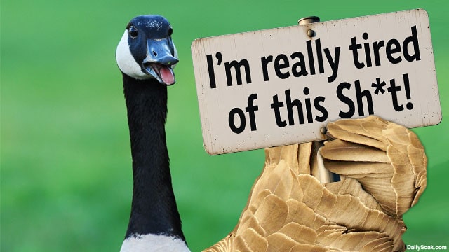 Canada geese in a park.
