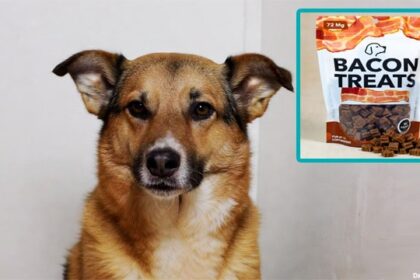 Dog in UK standing near bacon-flavored treats.