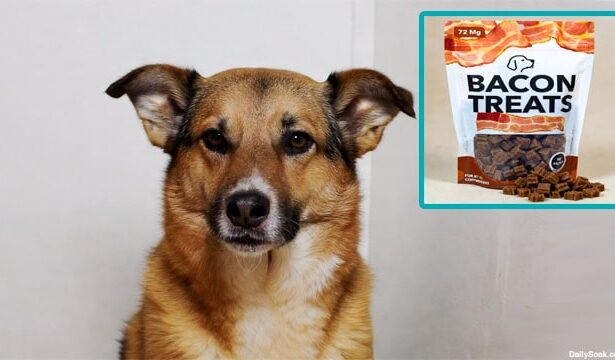 Dog in UK standing near bacon-flavored treats.