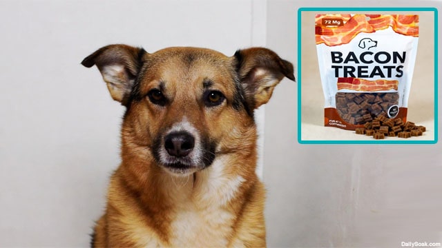 Dog in UK standing near bacon-flavored treats.