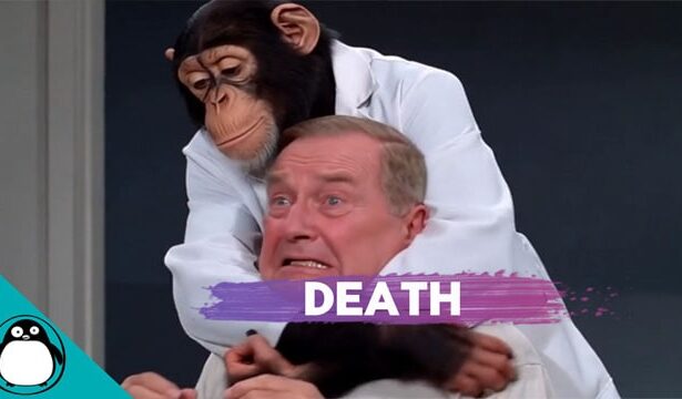 Chimpanzee wearing a white lab coat strangling a man inside of a chiropractor's office.