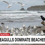 CNN news program showing white seagulls on a beach next to one black crow.