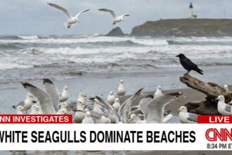 CNN news program showing white seagulls on a beach next to one black crow.