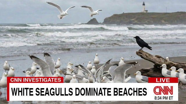 CNN news program showing white seagulls on a beach next to one black crow.