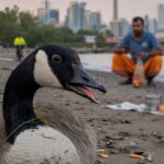 Canada goose with disgusted look on face watching Indian immigrant pooping on Toronto beach.