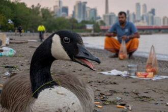 Canada goose with disgusted look on face watching Indian immigrant pooping on Toronto beach.