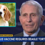 Dr Fauci giving an interview on hantavirus with an inset of a beagle dog.
