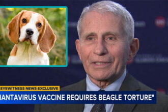 Dr Fauci giving an interview on hantavirus with an inset of a beagle dog.