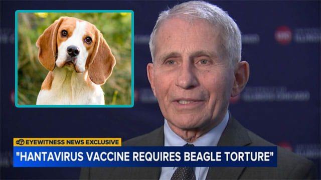 Dr Fauci giving an interview on hantavirus with an inset of a beagle dog.